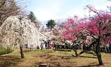 大倉山公園の梅